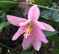 Passiflore banane, Curuba