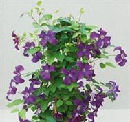 Clématite 'AYAKO'