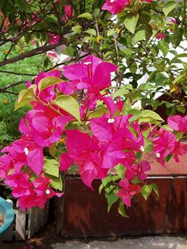 Bougainvillée